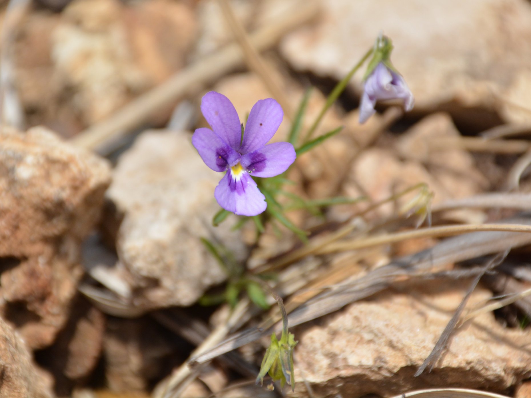 Quale viola? Viola dubyana